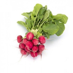 АРЛИ F1 семена редиса (Rijk Zwaan | Alexagro)