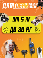 Электронный ошейник для дрессировки собак