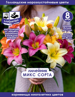 Лилейник Корневище, микс сорта, 8шт