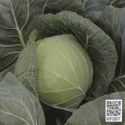 Газель F1 семена капусты белокочанной (Bejo / Бейо)