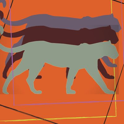 3 пумы на коралловом