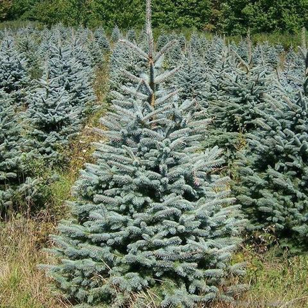 Ель колючая Мисти Блю
