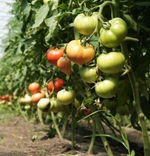 Пинк Мэджик F1 семена томата индетерминантного (Sakata / Саката)