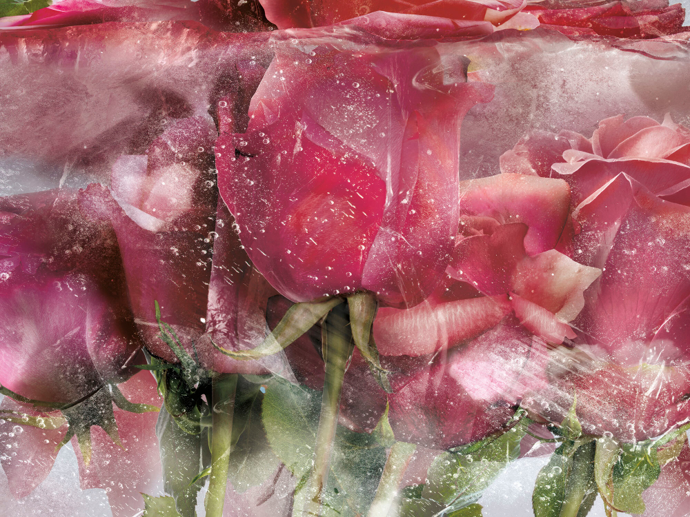 Коллекция Flower Dreams