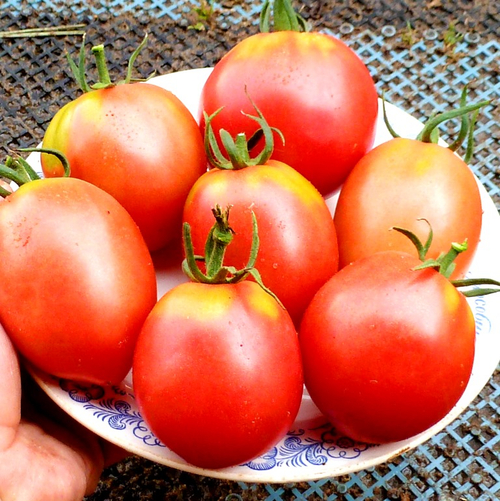 Помидоры Anna Russian — Анна