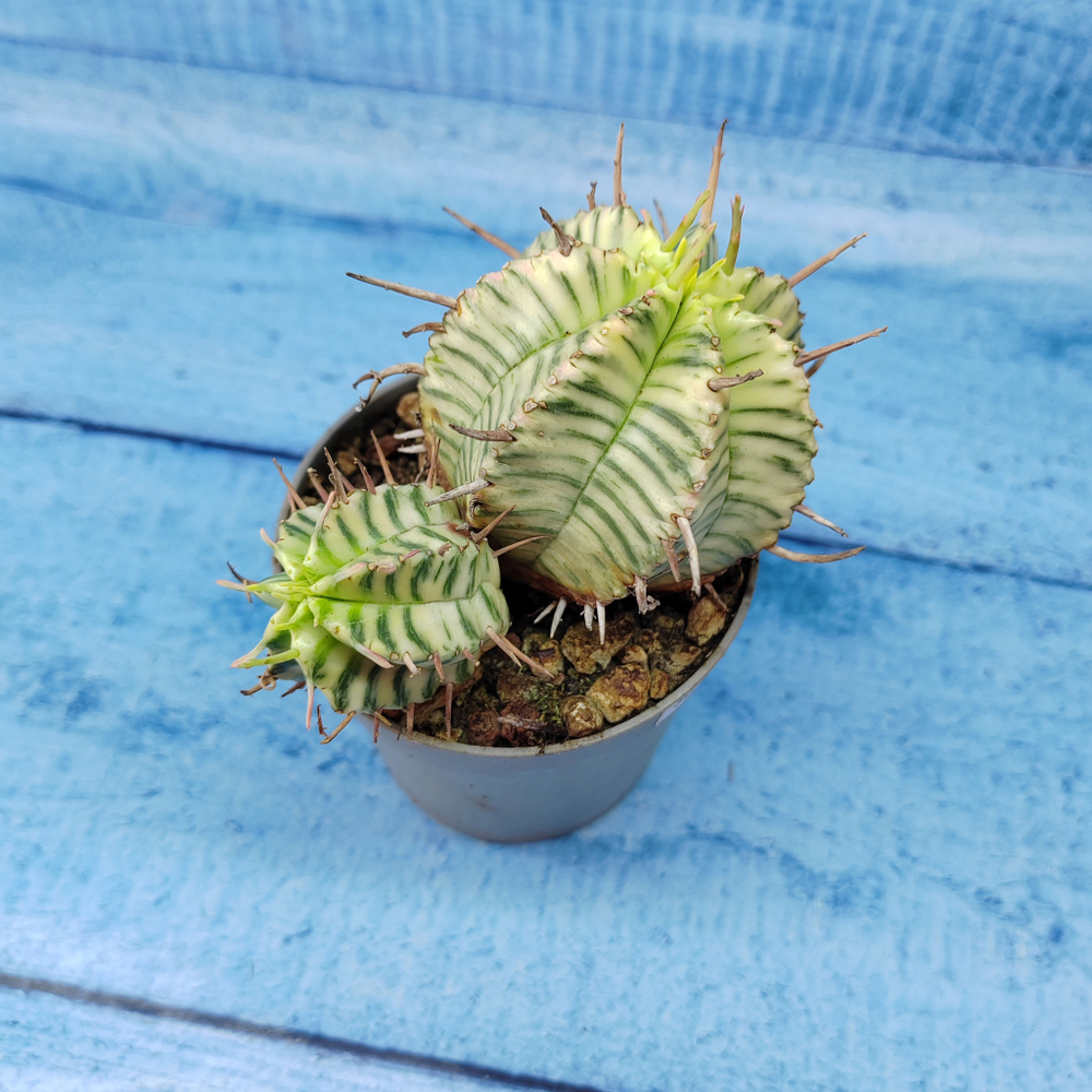 Euphorbia meloformis f. Variegated (Эуфорбия вариегатная)