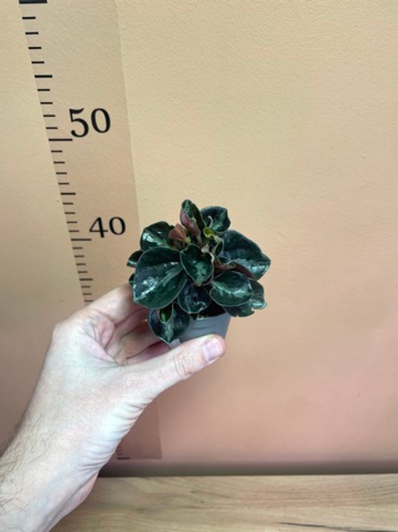 Пеперомия Коломбиана, D6см Н10см, Нидерланды