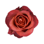 Кофе-брейк (Coffee Break) — интерьерный сорт