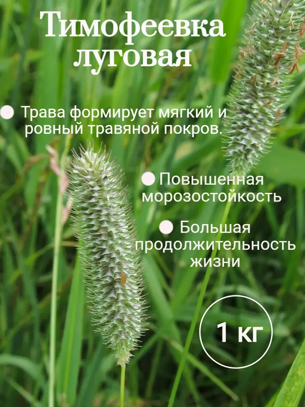 Тимофеевка луговая