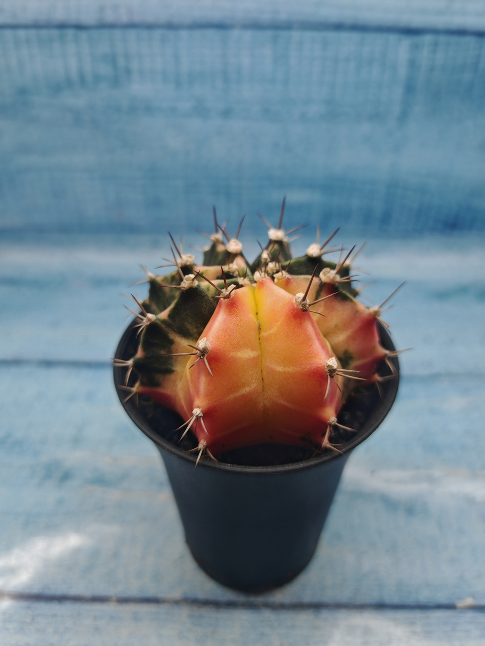 Gymnocalycium Variegata (Гимнокалициум Вариегатный)