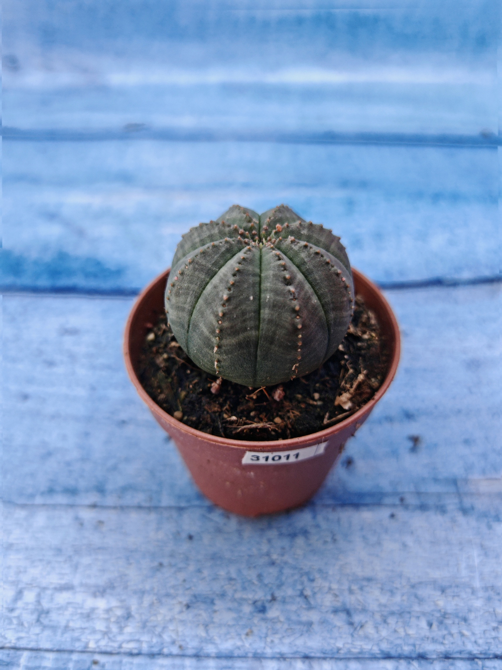 Euphorbia Obesa (Эуфорбия)