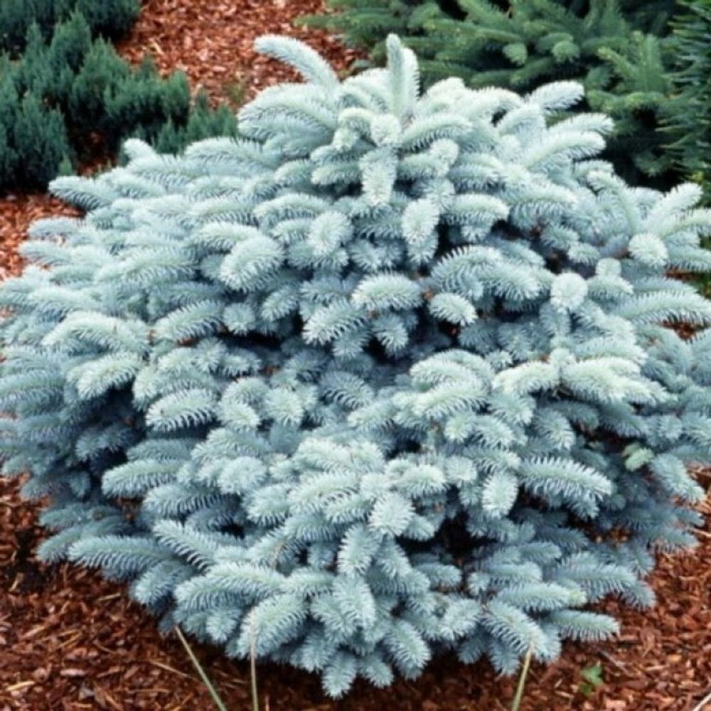 Ель колючая Глаука Глобоза (Picea pungens Glauca Globosa С7,5 30-40 см)