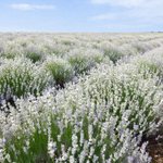 Лаванда узколистная Элеганс Сноу 15шт.