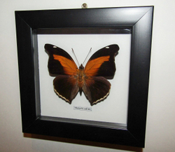 Бабочка Historis odius в рамке