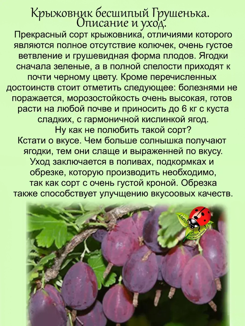 Крыжовник бесшипый Грушенька