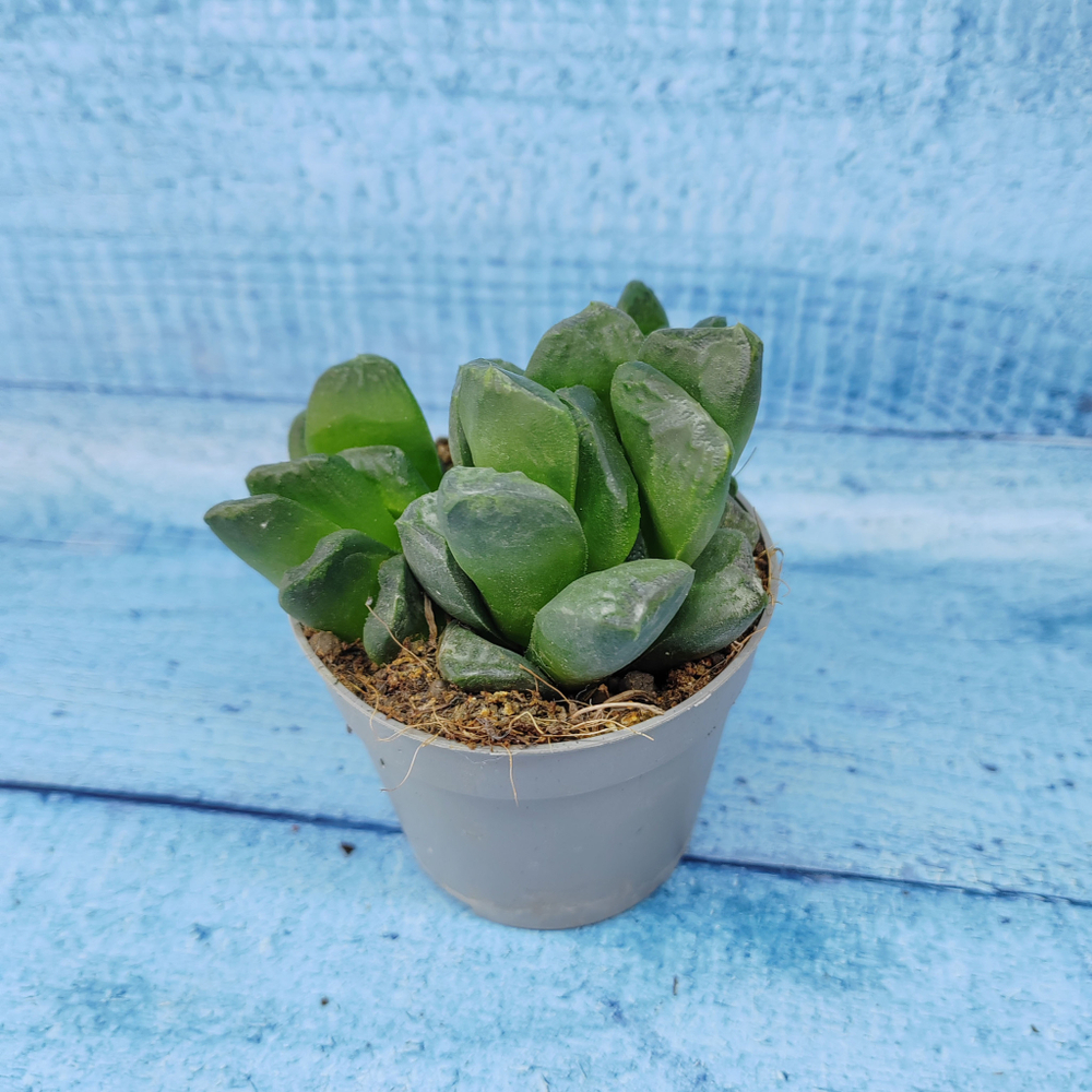 Haworthia Truncata hybride (Хавортия)