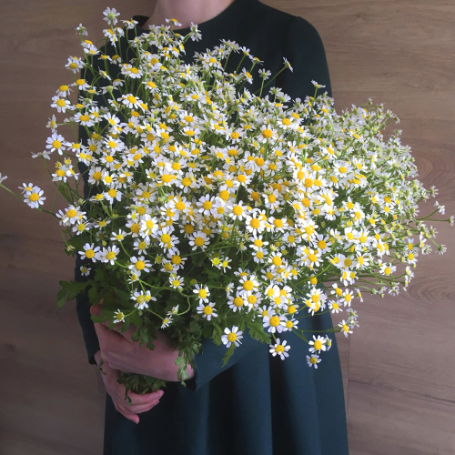 Купить Ромашки полевые от 9шт