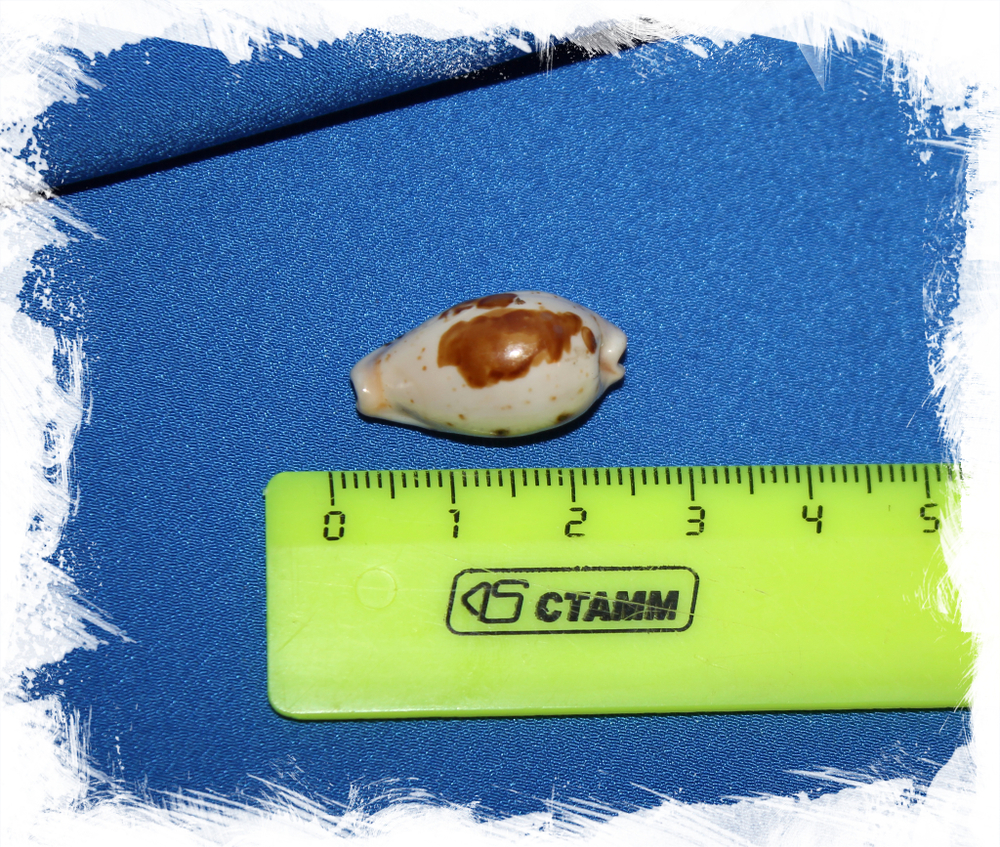 Ципрея саули (Cypraea saulae) большая