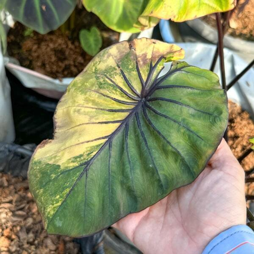 Колоказия PHARAOH MASK VAR