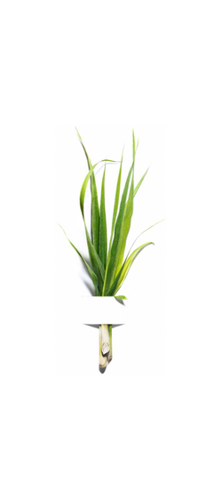 Garnier Bio Lemongrass - нормализующий увлажняющий крем для нормальной и комбинированной кожи /   50  ml  / GTIN 3600542196857