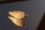 Раковина Стромбус дентатус (Tridentarius dentatus)