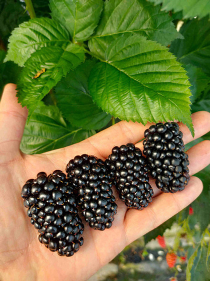 Ежевика Глория