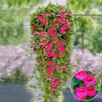 Лофос Lophospermum Compact Pink