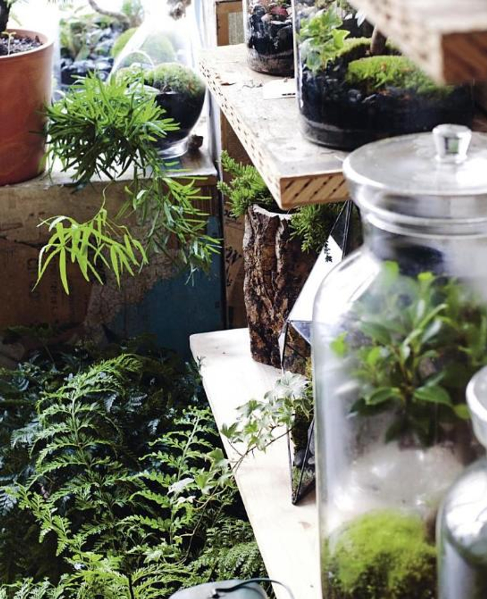 Terrarium: 33 Glass Gardens to Make Your Own