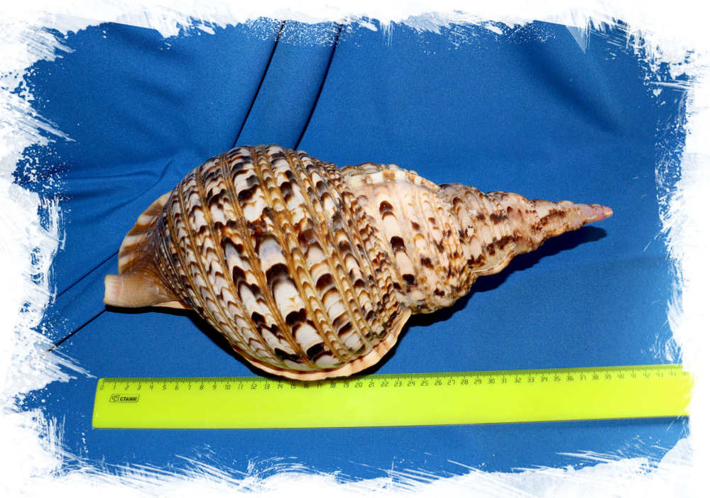 Харония Тритонис (Charonia tritonis), 38см, 1шт