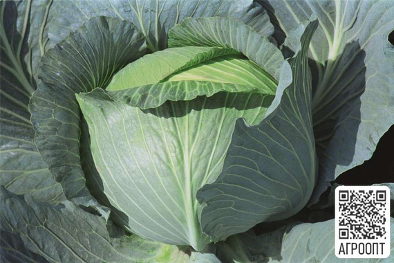 ТАЙФУН F1 семена капусты белокочанной (Bejo | Alexagro) – фото 6