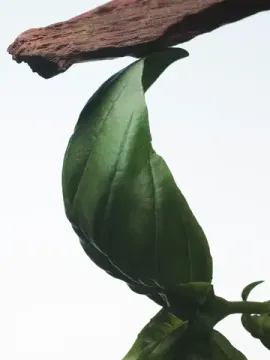 Dries Van Noten Crazy Basil