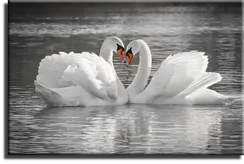Постер "Белые лебеди"