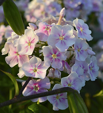 Флокс Юник Биколор