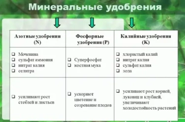 Удобрения для рассады: когда начинать подкармливать и что такое азот, фосфор, калий