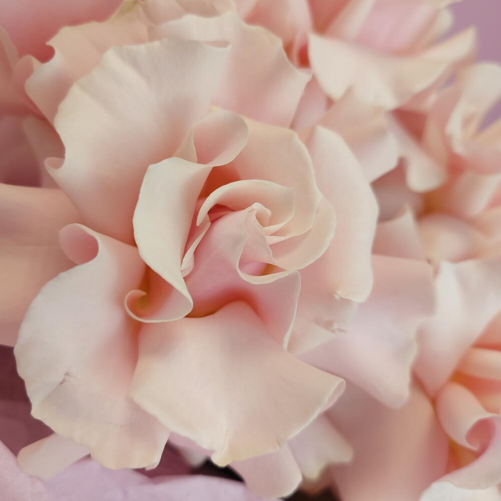 Букет из 5 розовых французских роз