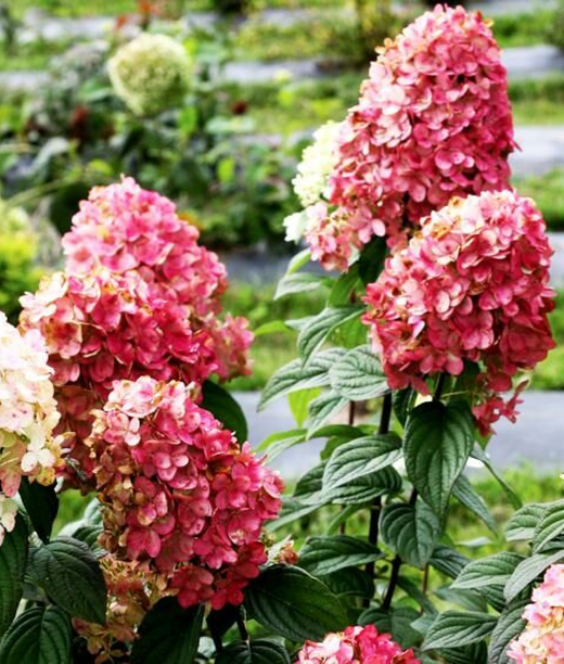 Гортензия метельчатая Даймонд Руж (3/6 веток) Закупка М59 апрель 2026