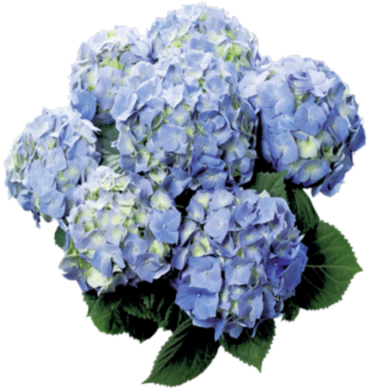 "Бела блю" ("Bela blue") крупнолистная гортензия
