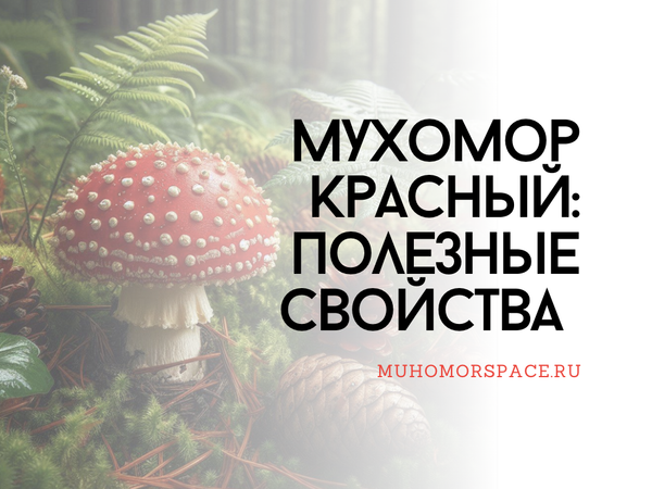 Мухомор красный: полезные свойства