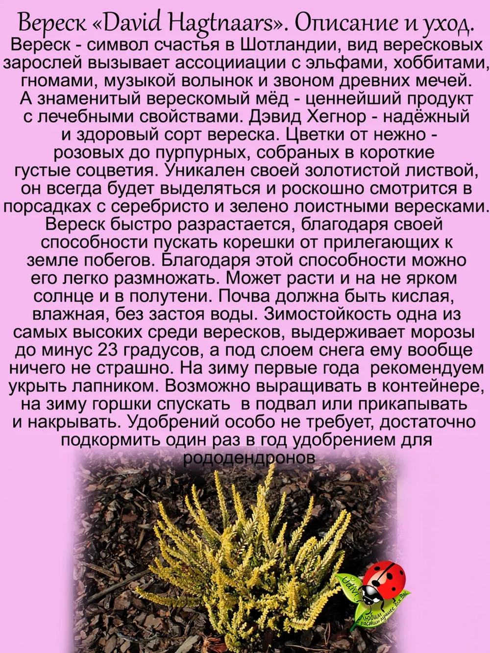 Вереск Дэвид Хагнес золотистый