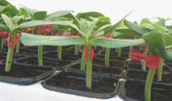 Консиста F1 семена подвоя (Takii / Таки)