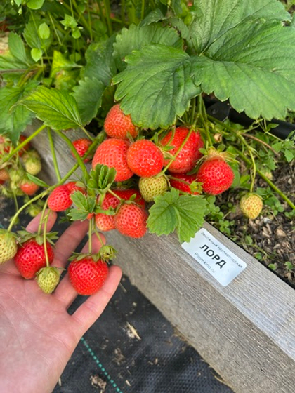 Земляника садовая Лорд