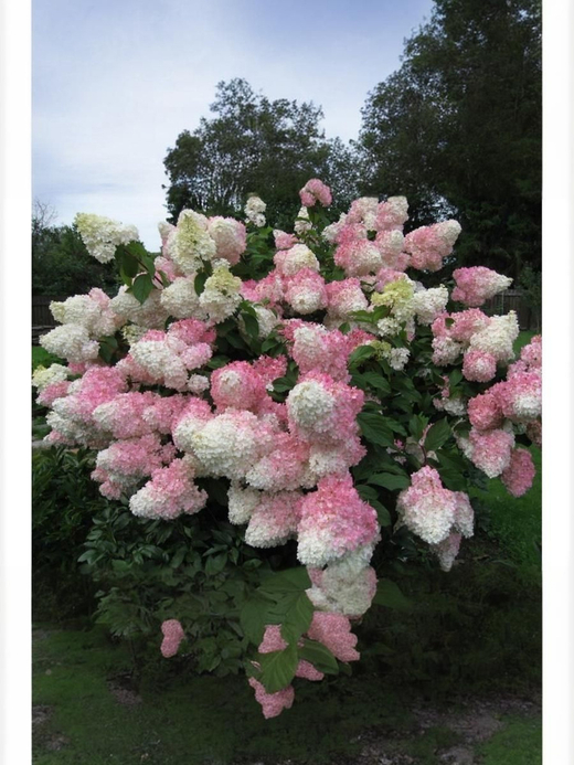 Гортензия метельчатая Ванилла Фрайз С7,5 Закупка М59 июнь 2026