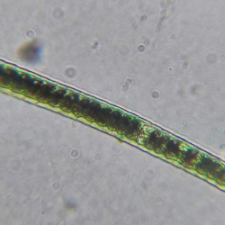 Микроскоп школьный Эврика SMART 40х-1280х в текстильном кейсе