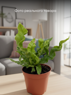 Папоротник Flame Bird's Nest д.9