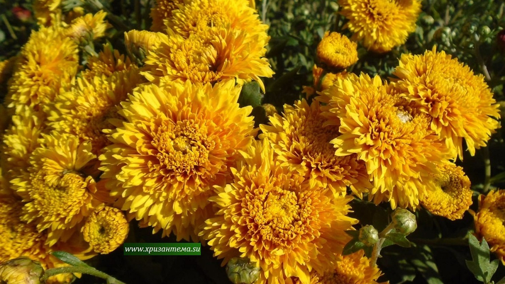 Корейские хризантемы Копикет ☘ з.29  (отгрузка  Сентябрь)