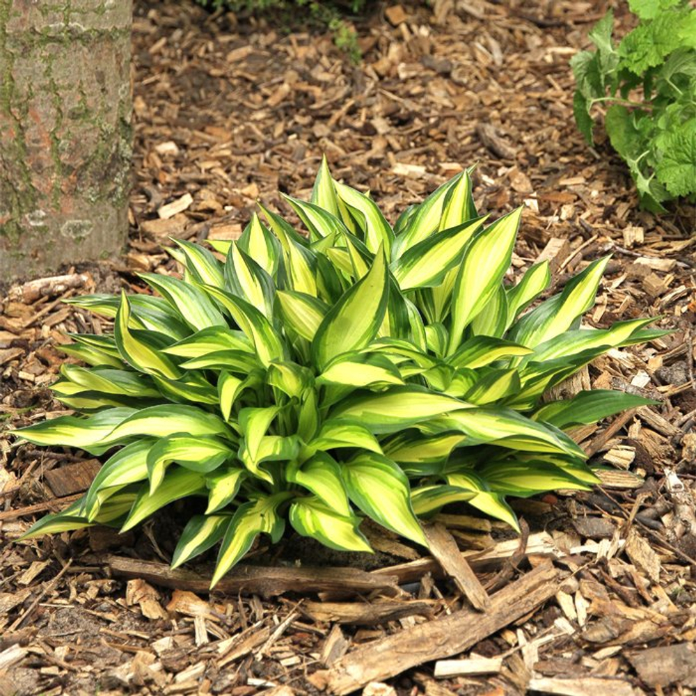 Хоста Лэйксайд Литл Тафт С2