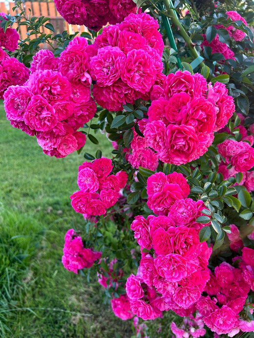 Роза Супер Экцельза штамб 160-180 см Закупка М21