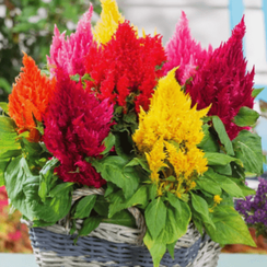 ЦЕЛОЗИЯ МЕТЕЛЬЧАТАЯ ICE CREAM MIX | Alexagro