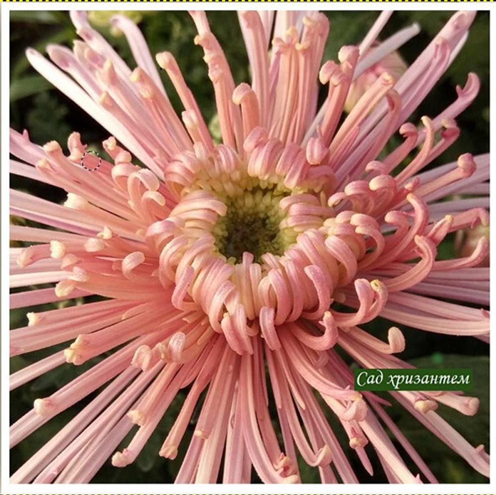 Spider pink 🌻 о.28