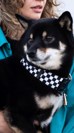 Ошейник Калифорнийский олдскул, наличие